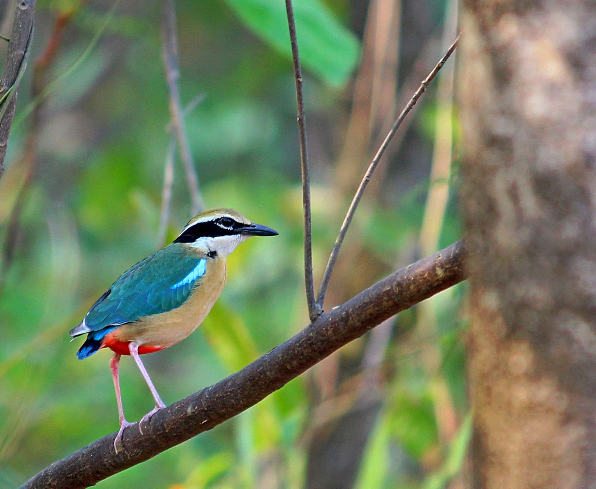 Birdwatching tours Corbett tiger reserve